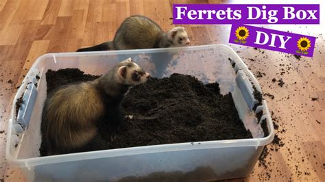 Ferrets Dig Box DIY YouTube