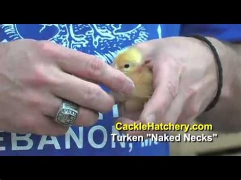 Turken Naked Necks Chicken Breed Baby Chicks Cackle Hatchery Youtube