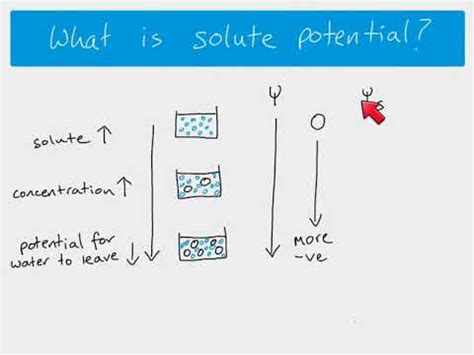 Water Potential Biology A Level