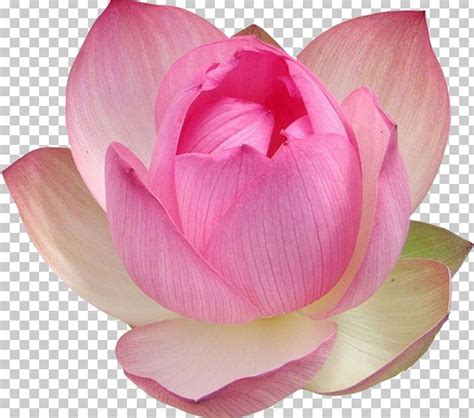 Nelumbo Nucifera Egypt Flower Lotus Aquatic Plants PNG Clipart