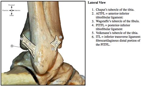 Ankle Syndesmosis Anatomy