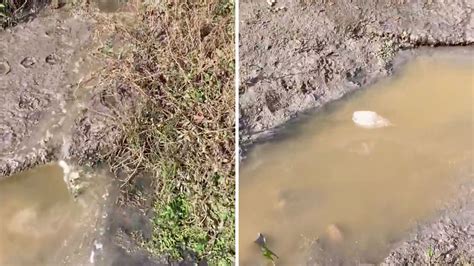 Raw Sewage And Toilet Paper Filmed Flowing Into River In Cornwall ITV