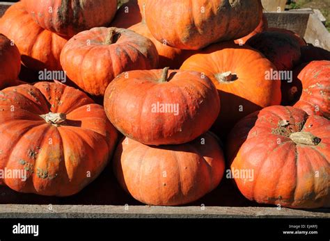 Pumpkin Stock Photo Alamy