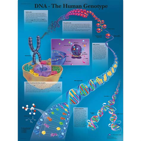 Biology Charts And Posters Biology Charts Dna Poster Human Genotype Laminated Chart