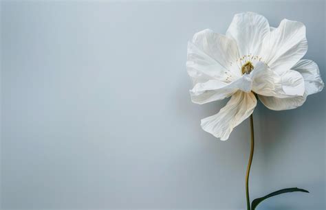 White Flower On Blue Background Stock Photo At Vecteezy