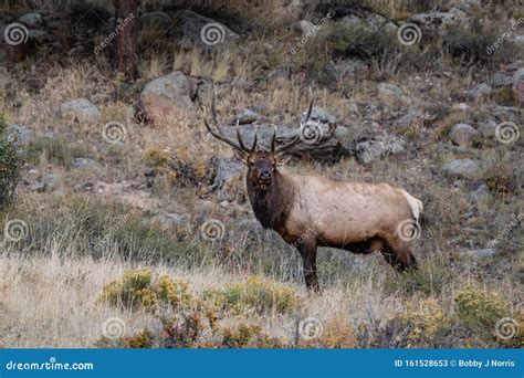 Large Bull Elk Standing On A Hillside In Tall Grass Stock Image Image