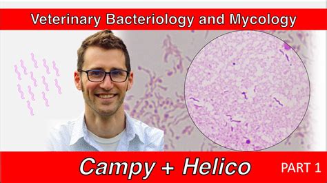 Campylobacter And Helicobacter Part Veterinary Bacteriology And