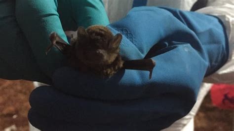 Scientists Discover Ebola Virus In West African Bat School Of