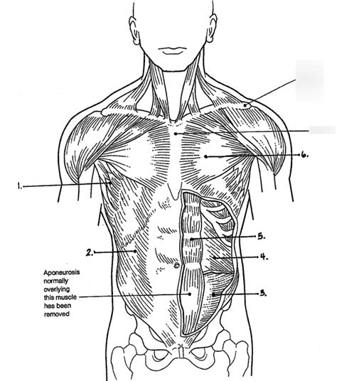 Muscles Trunk Anterior View Diagram Quizlet