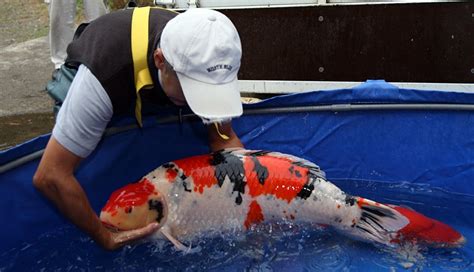 Peluang Usaha Budidaya Ikan Hias Yang Menguntungkan