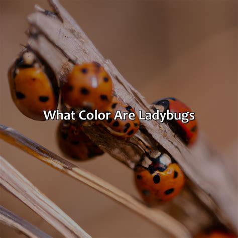 What Color Are Ladybugs - colorscombo.com