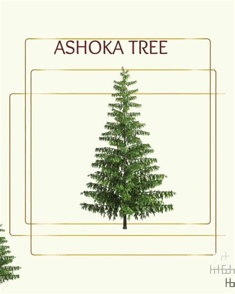 Ashoka Tree Png