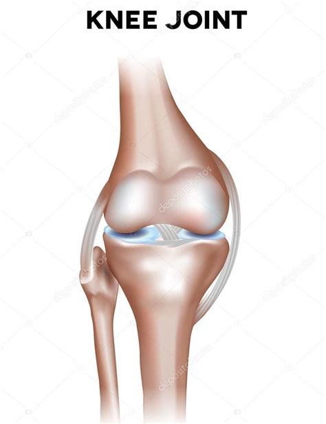 Knee Joint Stock Vector Image By Megija