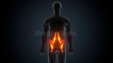 Intertubercular Groove Stock Illustrations – 21 Intertubercular Groove ...