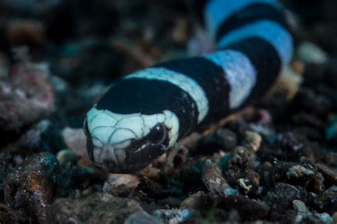 Banded Sea Krait Fact & Information Guide - American Oceans