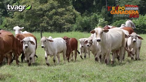 Hacienda La Esperanza Un Referente En La Crianza De Ganado Brahman En