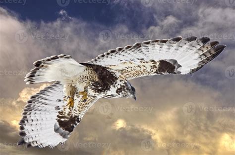 Rough Legged Hawk in Flight 6029188 Stock Photo at Vecteezy