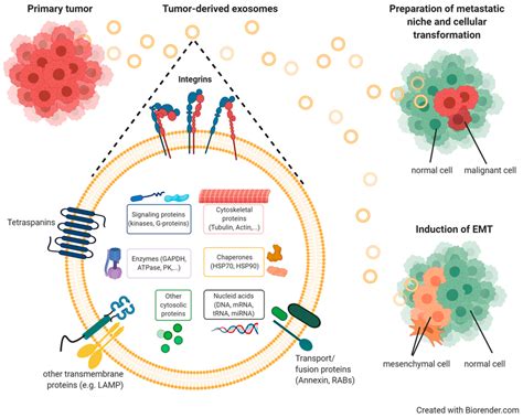 Tumor Exosome Mediated Intercellular Communication And The Formation Of