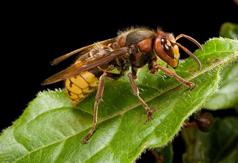 Hornet Description Nest Sting And Facts Britannica