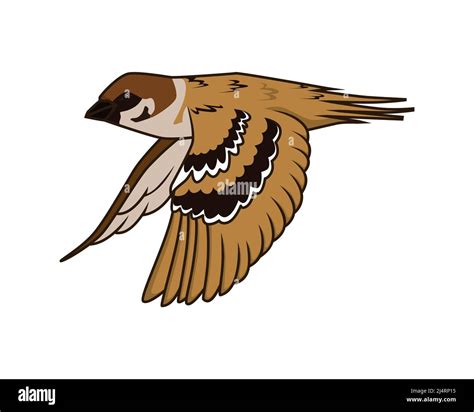 Detailed Flying Sparrow Illustration Vector Stock Vector Image & Art ...