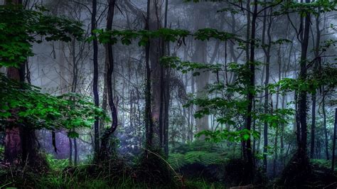 Fondos de pantalla naturaleza paisaje Árboles bosque rama hojas