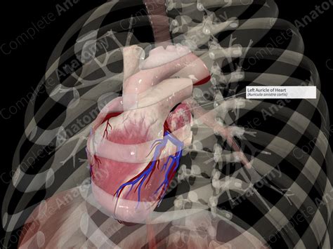 Left Auricle Of Heart Complete Anatomy