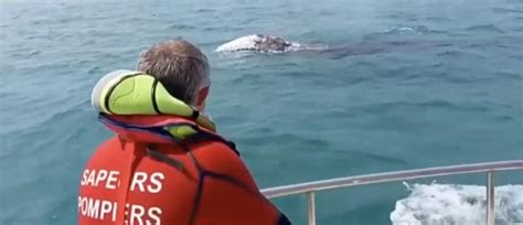 Une baleine grise observée pour la première fois le long des côtes de