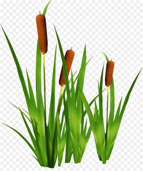 Green Grass Drawing | Free download on ClipArtMag
