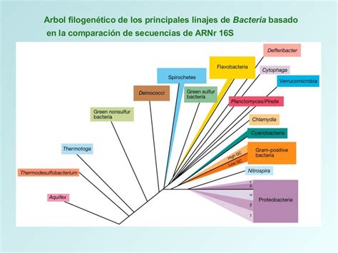 Taxonomia Bacteriana Pdf Las Bacterias Cianobacterias Porn Sex Picture