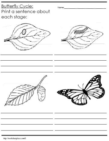 Free Parts Of A Butterfly Worksheet Worksheets Library