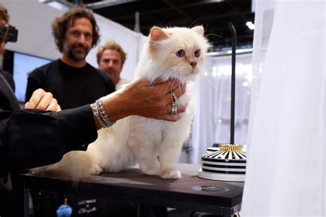 Choupette, Karl Lagerfeld’s Cat, Will Not Attend Met Gala - The New ...