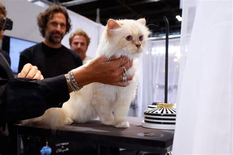 Choupette, Karl Lagerfeld’s Cat, Will Not Attend Met Gala - The New ...