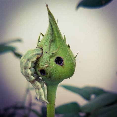 Bollworm Larvae Stock Photos - Free & Royalty-Free Stock Photos from Dreamstime