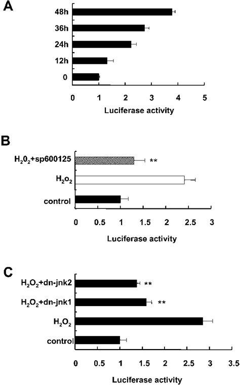 Effects Of H 2 O 2 On The Ache Promoter Activity During Apoptosis In