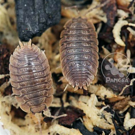 Porcellio Dilatatus Giant Canyon Isopods Pangea Reptile Llc