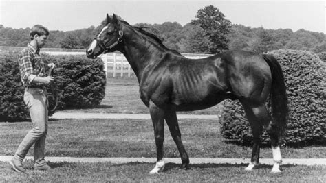 Northern Dancer: The Patriarch Stallion | America's Best Racing