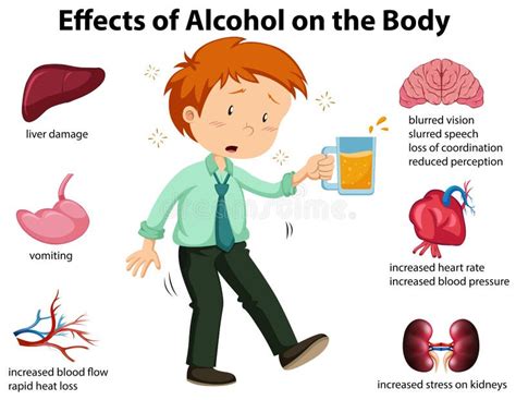 Efectos Del Alcohol Sobre El Cuerpo Ilustraci N Del Vector