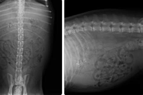 Todo Lo Que Necesitas Saber Sobre La Peritonitis En Perros Síntomas