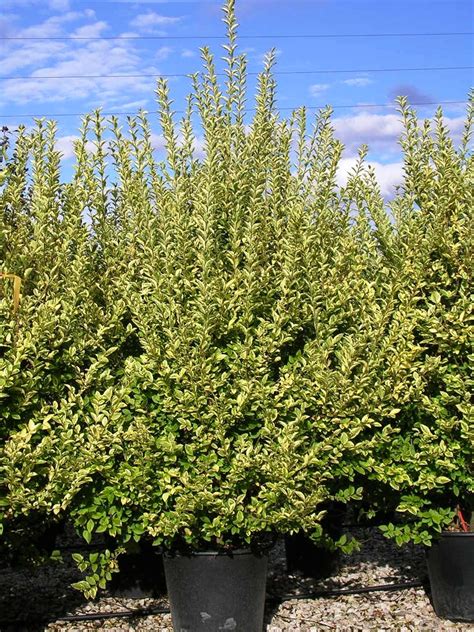 Ligustrum Ovalifolium Aureum L O Aureomarginatum Gorini Piante