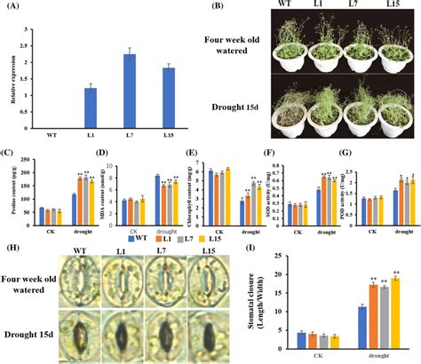 Phenotypic Analysis Of Ghhdt4d Overexpression Transgenic Arabidopsis