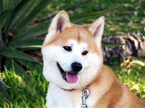 Retrato De Cara Completa De Un Perro Akita Inu Foto Premium