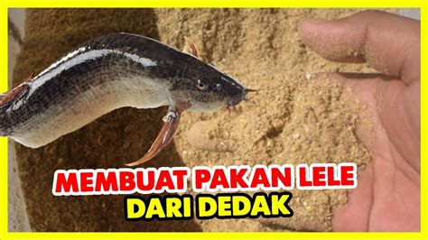 Cara Membuat Pakan Alternatif Lele Dari Dedak YouTube