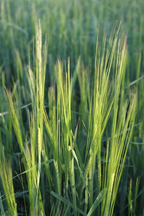 Download Free Photo Of Corngrassfieldthe Cultivation Ofagriculture