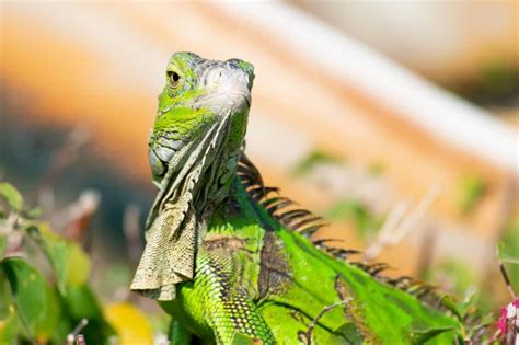 Florida Loves Our Reptiles! - Florida Independent