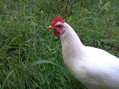 Leghorn Egg Color Backyard Chickens Learn How To Raise Chickens