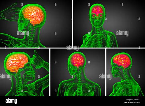 D Rendering Medical Illustration Of The Brain Stock Photo Alamy