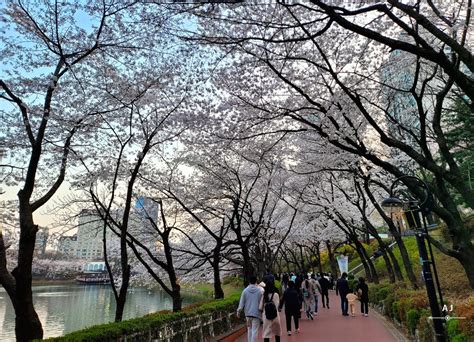 서울 잠실 벚꽃 명소 석촌호수 둘레길 산책 호수벚꽃축제 정보 석촌호수 벚꽃 시보드뉴스