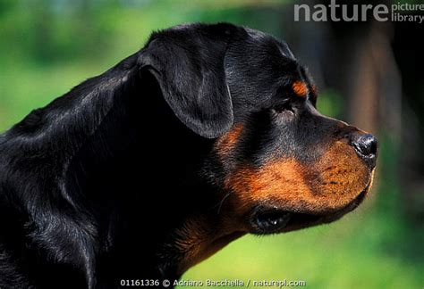 Stock Photo Of Domestic Dog Rottweiler Profile Available For Sale On