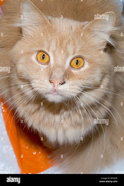 Gato De Color Rojo Fotograf As E Im Genes De Alta Resoluci N Alamy