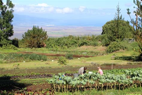 Volunteering At Oo Organic Farm Maui Haleakala